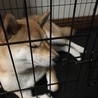 の写真
