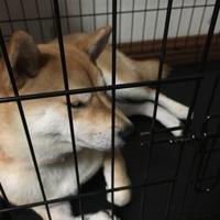 レン