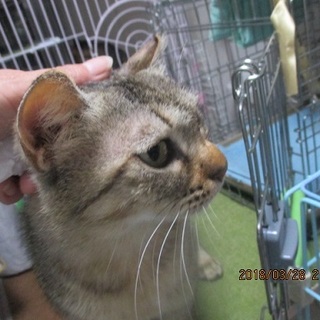 見た目はイマイチ？性格良しの愛らしい「つきちゃん」