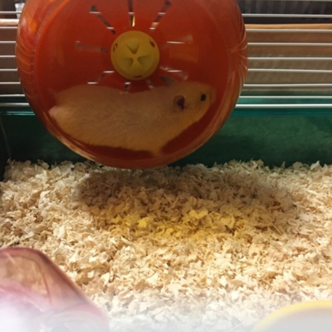 chika-mamaのカバー写真