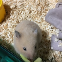 ひなこちゃん