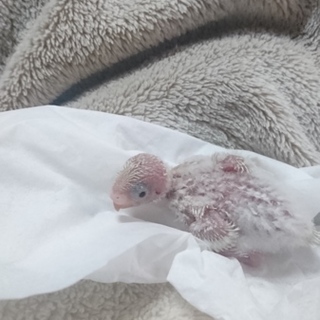 羽衣ｾｷｾｲｲﾝｺ雛