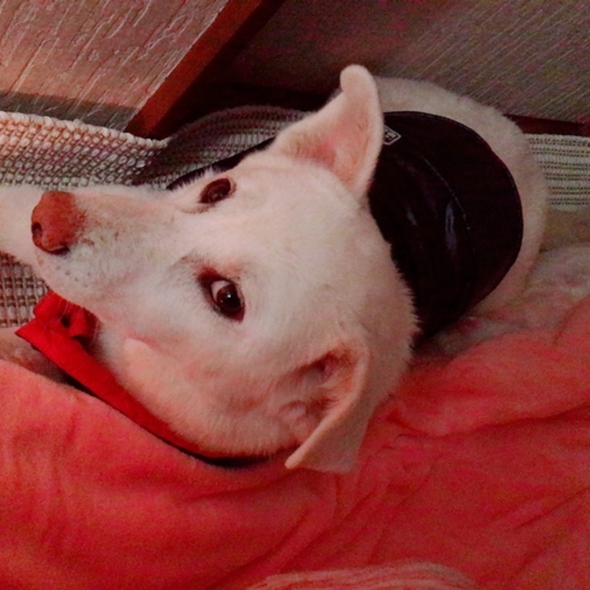 はるやすよのカバー写真