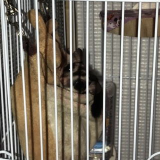 フクロモモンガノーマル♂