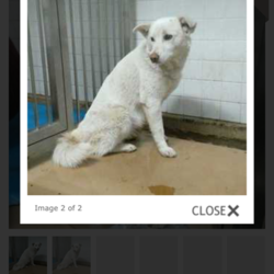 デヴィ 元気になりました〜✨