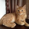 ルーねこ