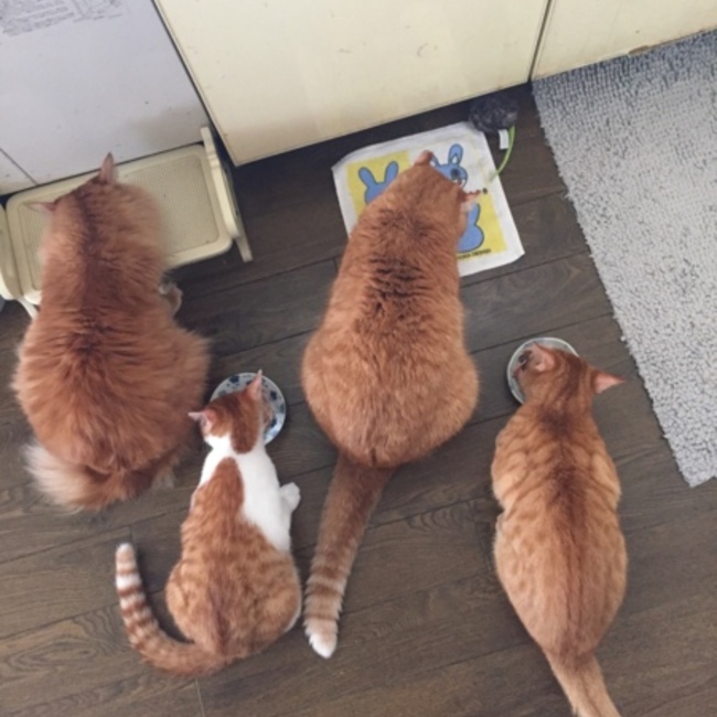 ルーねこのカバー写真