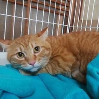 多頭飼い崩壊からレスキュー（仮名：チャトラン）