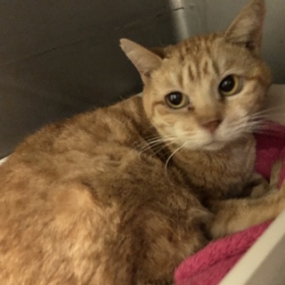 まん丸お顔でとても可愛い「くるみちゃん」