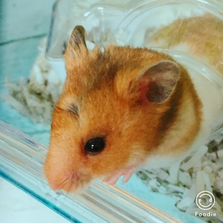 ゴールデンハムスターの赤ちゃん