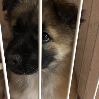 生後2ヶ月 男の子 ミックス