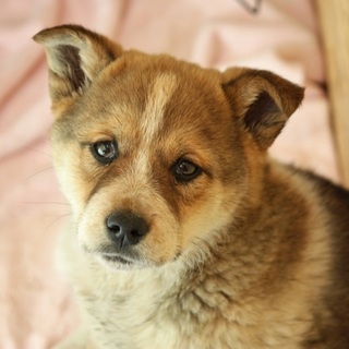 ポン　4か月男の子