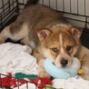 ポン　4か月男の子 サムネイル2