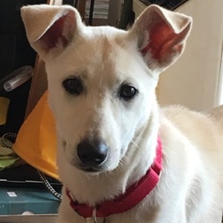 ウンチのお話し