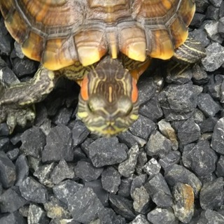 奇跡！安心できる里親決まりました。