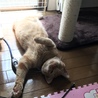 くつろぎすぎぃい＼(^o^)／