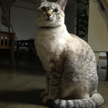 おすましアレックス