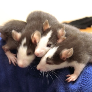 2月27日生まれのファンシーラット