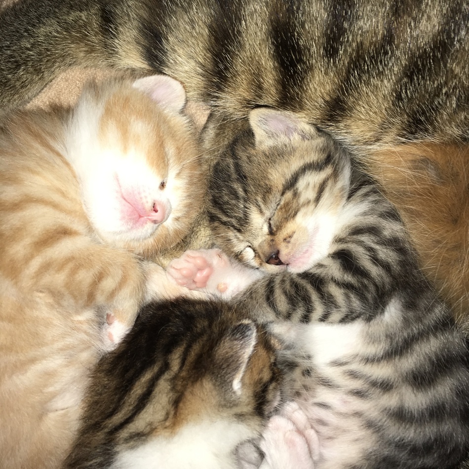 ジェリーのカバー写真