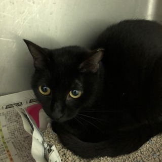 飼い主に持ち込まれたリリーちゃん