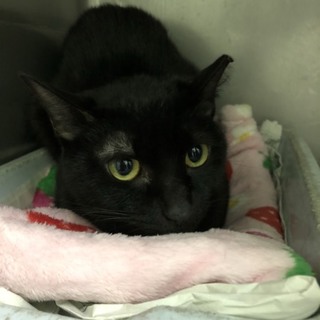 飼い主に持ち込まれたナンシーちゃん