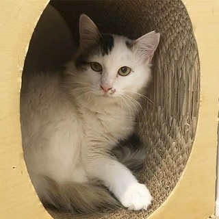 【4/1猫の未来とびら譲渡会】むっく　２歳