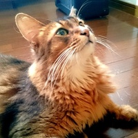 紫苑