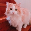 ノルウェージャンフォレストキャット 1歳 オス