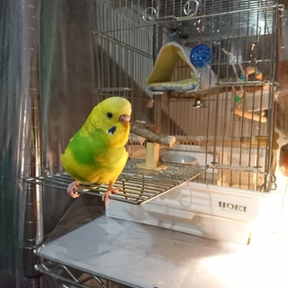 セキセイインコの里親を探しています