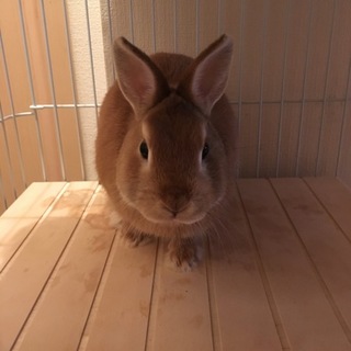 ネザーランドドワーフ里親募集