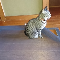 「雅(みやび)さん、張り替え完了です(網戸編)」サムネイル2