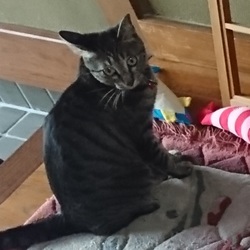 「雅(みやび)さん、張り替え完了です(網戸編)」サムネイル3