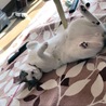 彩音☆ルトの飼い主