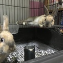 それぞれ新しいお家が決まりました(^-^)