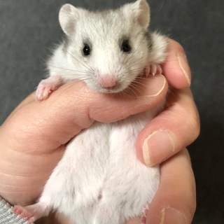 ゴールデンハムスター赤ちゃん