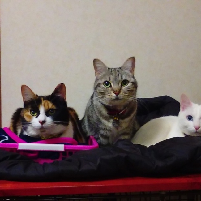 きちじろさのカバー写真