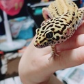 ヒョウモントカゲモドキの里親募集