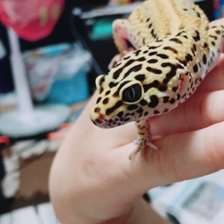 ヒョウモントカゲモドキの里親募集