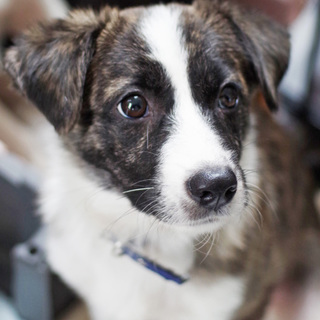 トライアル中につきいったん募集停止