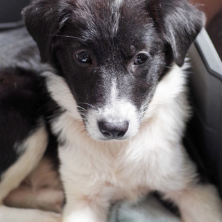 トライアル決定につき、一旦募集停。美しい中型の子犬
