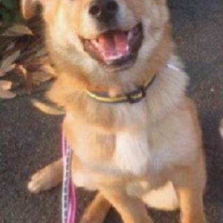 人間大好き・僕、ターボだよ。