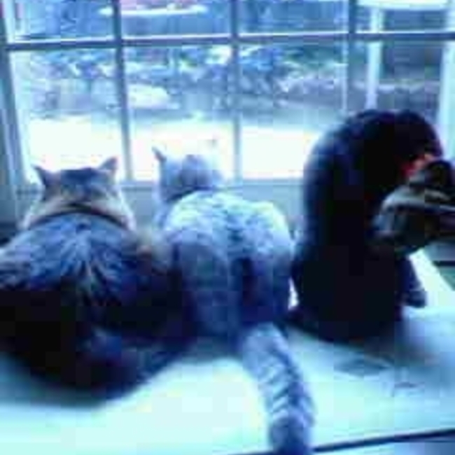 ジャムリンのカバー写真