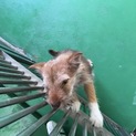 里親決定有難うございました！テリア系子犬ちゃん