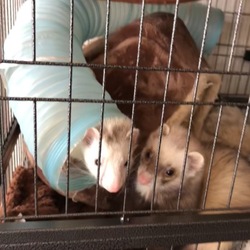 新しいおうち☆