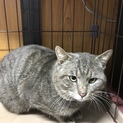 急募！成猫ちゃんの里親さん求む！