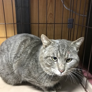 急募！成猫ちゃんの里親さん求む！