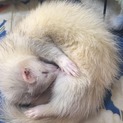 ハイネちゃん