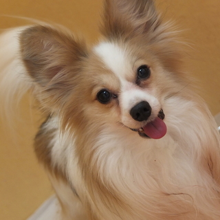 オリオンちゃん♂　推定7才