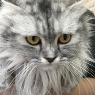 ペルシャの男の子