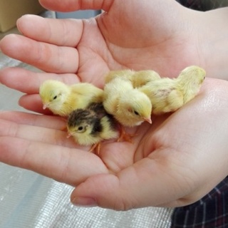 ありがとうございました。